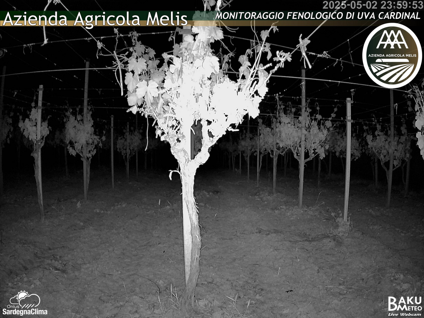 time-lapse frame, Bari Sardo - Fenologica webcam