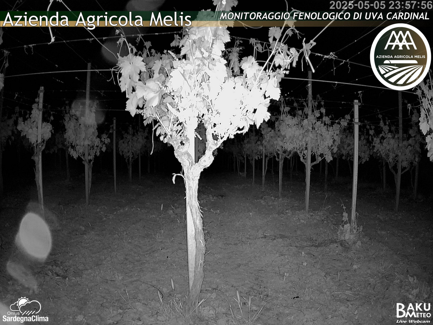 time-lapse frame, Bari Sardo - Fenologica webcam