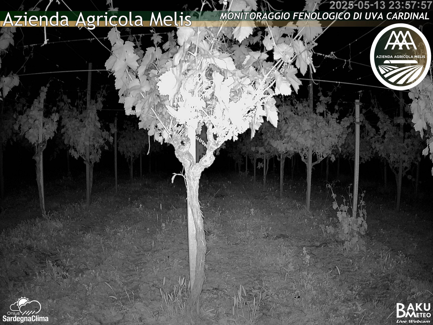 time-lapse frame, Bari Sardo - Fenologica webcam