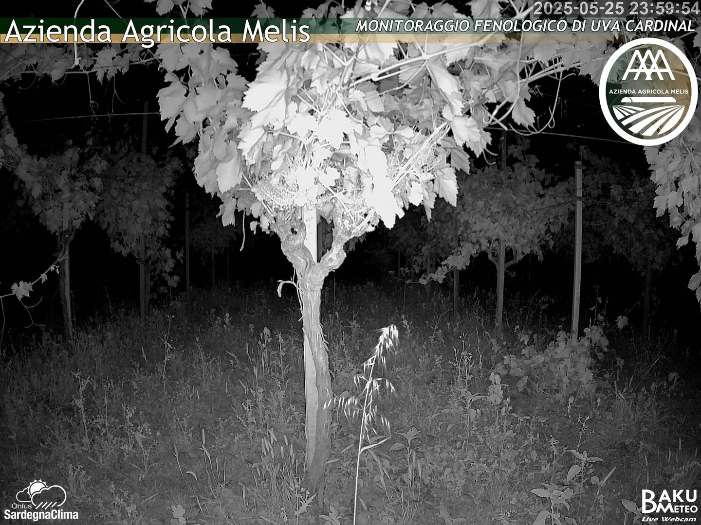 time-lapse frame, Bari Sardo - Fenologica webcam