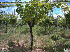 view from Bari Sardo - Fenologica on 2025-05-27