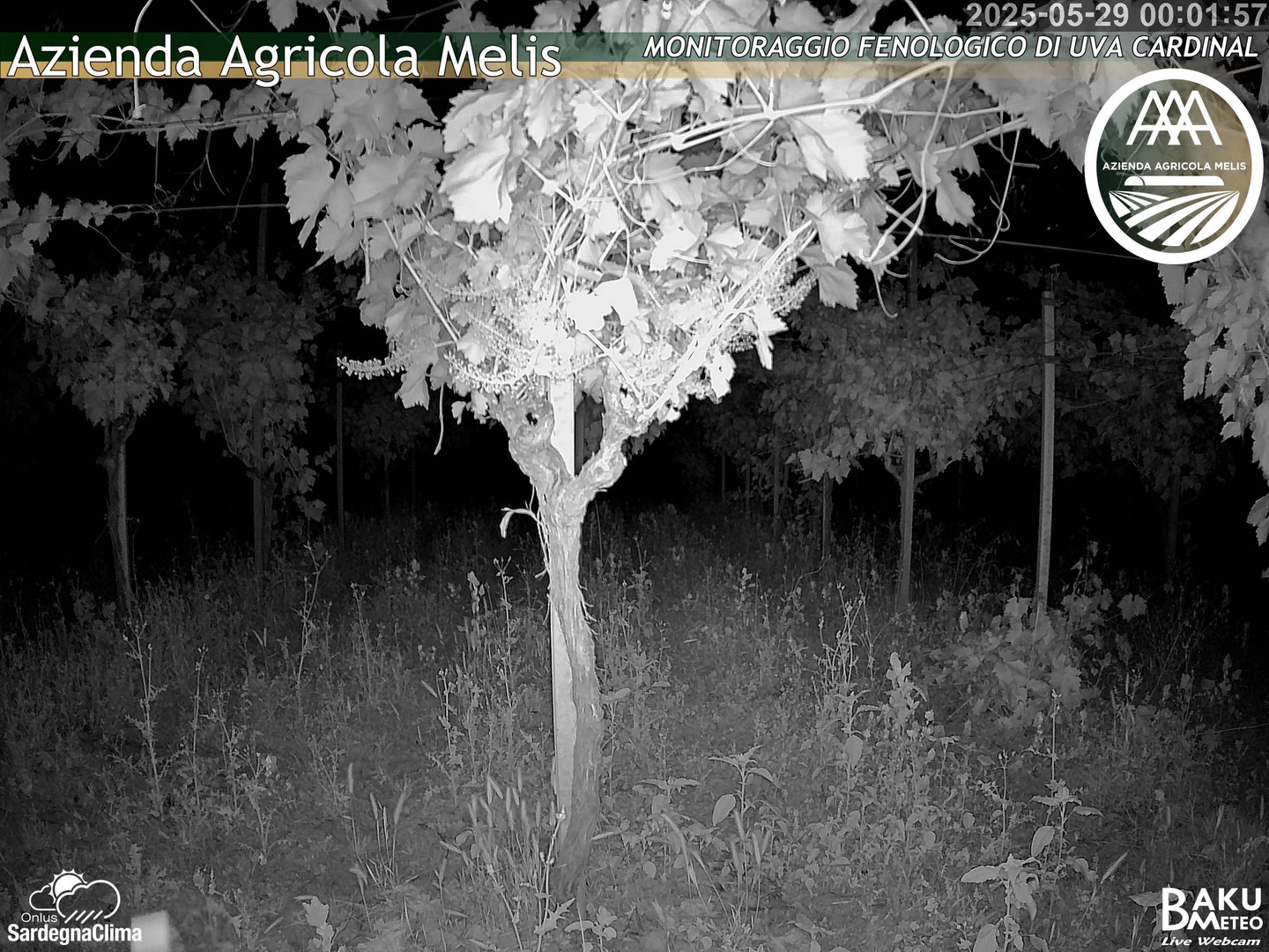 time-lapse frame, Bari Sardo - Fenologica webcam