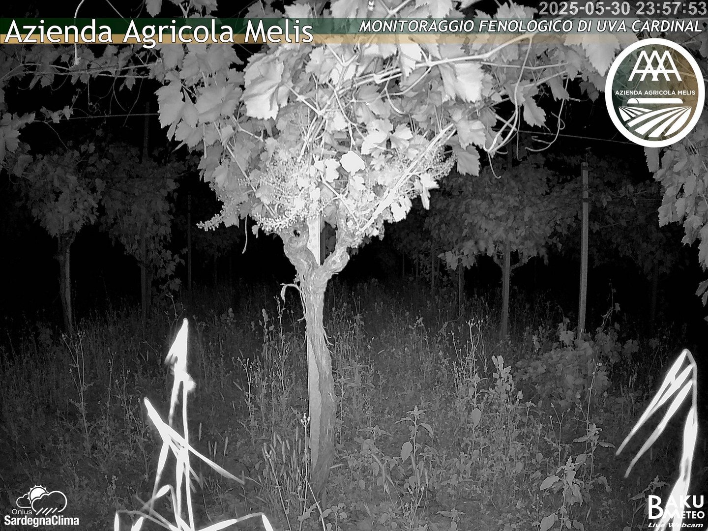 time-lapse frame, Bari Sardo - Fenologica webcam