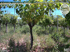 view from Bari Sardo - Fenologica on 2025-06-01