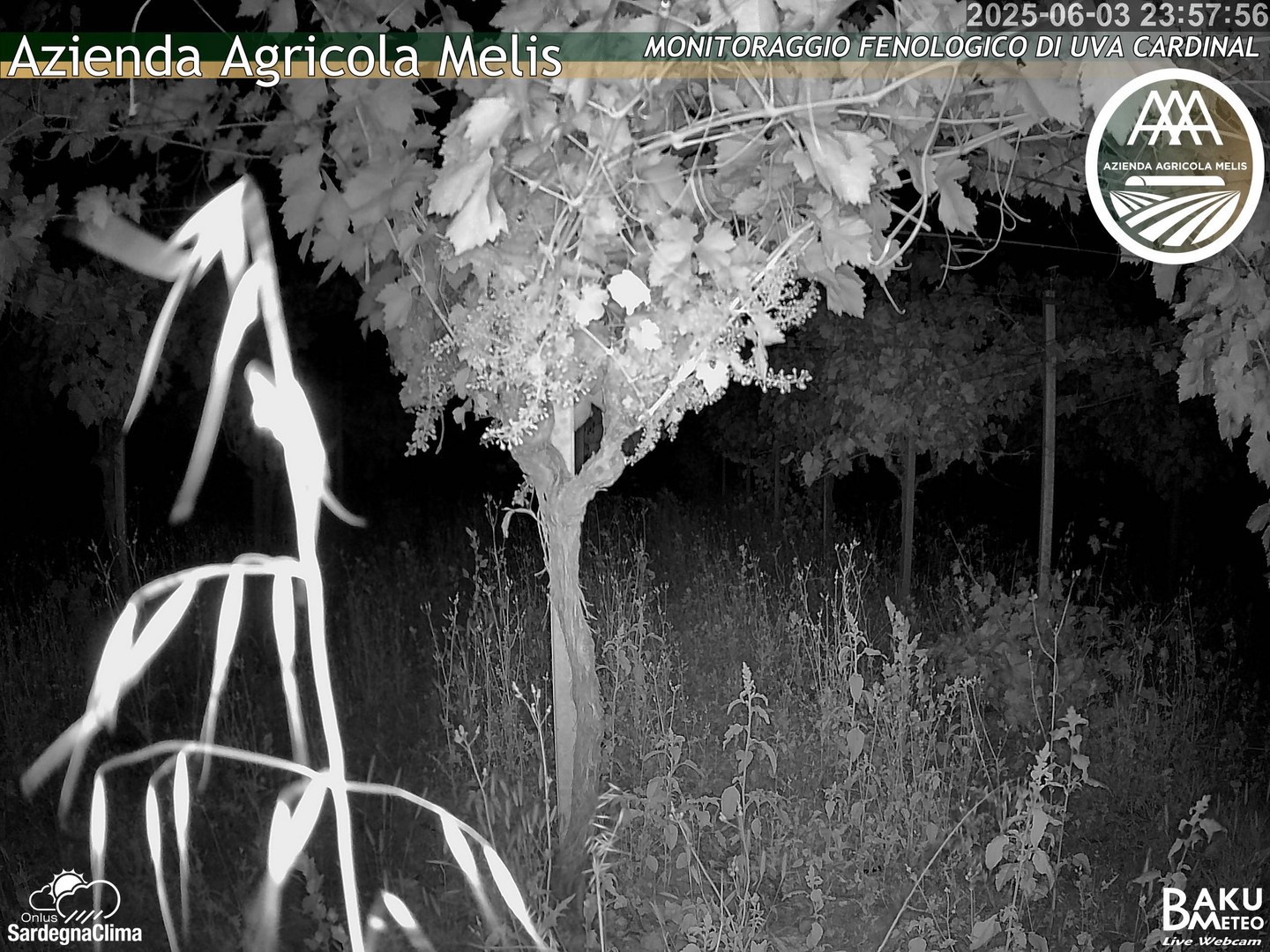 time-lapse frame, Bari Sardo - Fenologica webcam