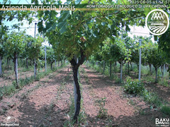 view from Bari Sardo - Fenologica on 2025-06-05
