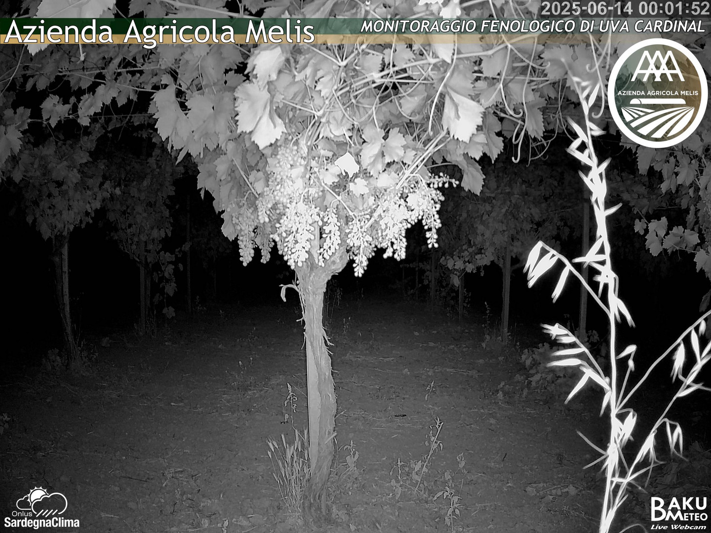 time-lapse frame, Bari Sardo - Fenologica webcam