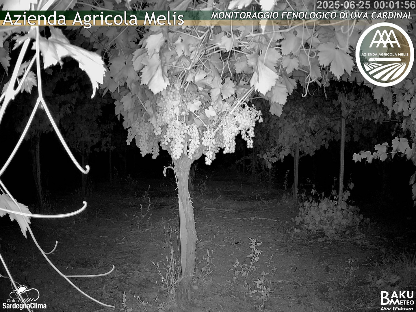 time-lapse frame, Bari Sardo - Fenologica webcam