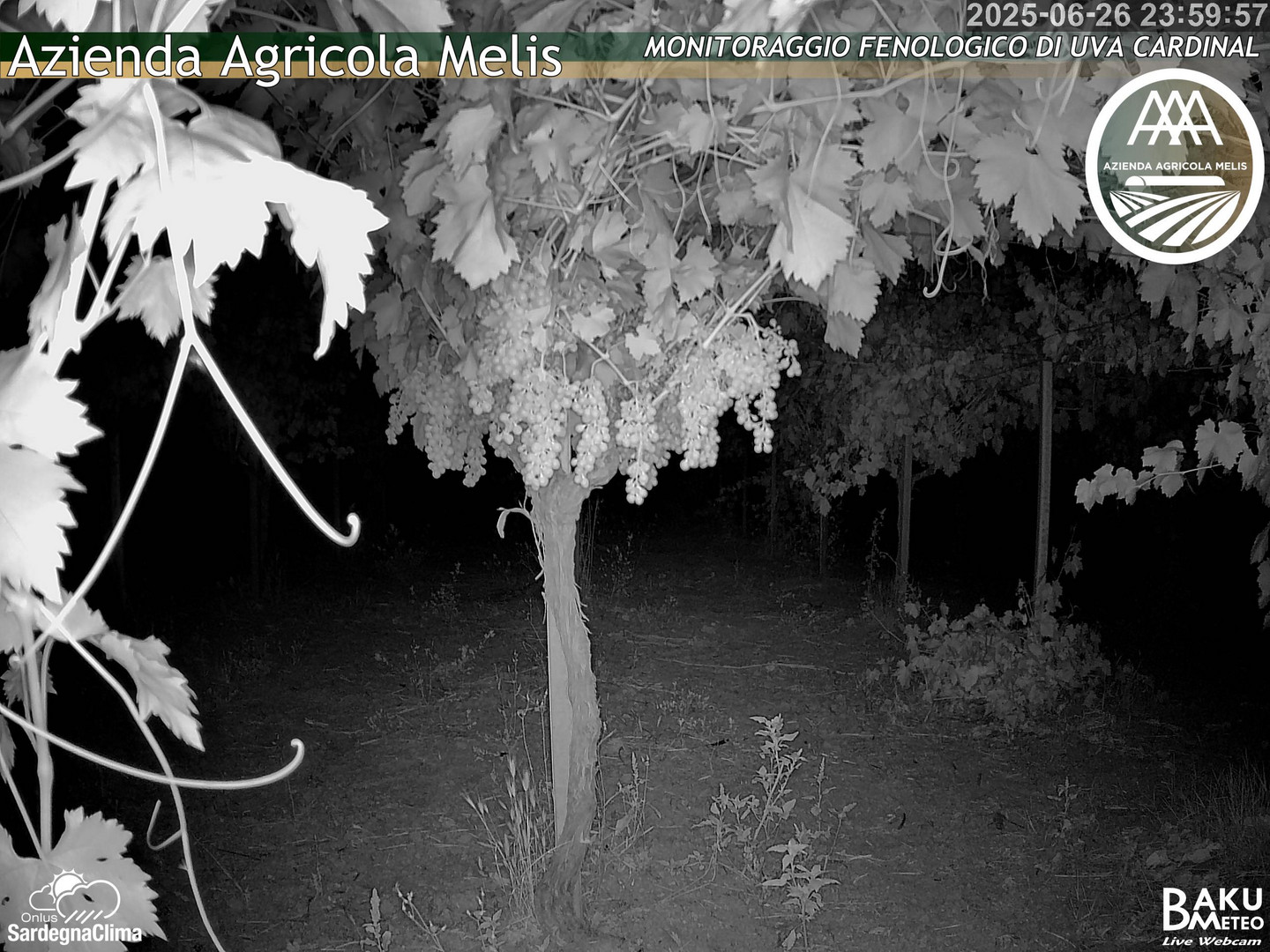 time-lapse frame, Bari Sardo - Fenologica webcam