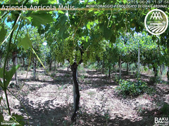 view from Bari Sardo - Fenologica on 2025-06-28