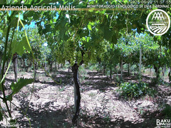 view from Bari Sardo - Fenologica on 2025-06-29