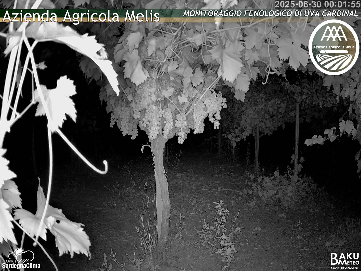 time-lapse frame, Bari Sardo - Fenologica webcam