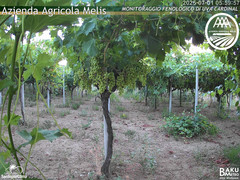 view from Bari Sardo - Fenologica on 2025-07-01