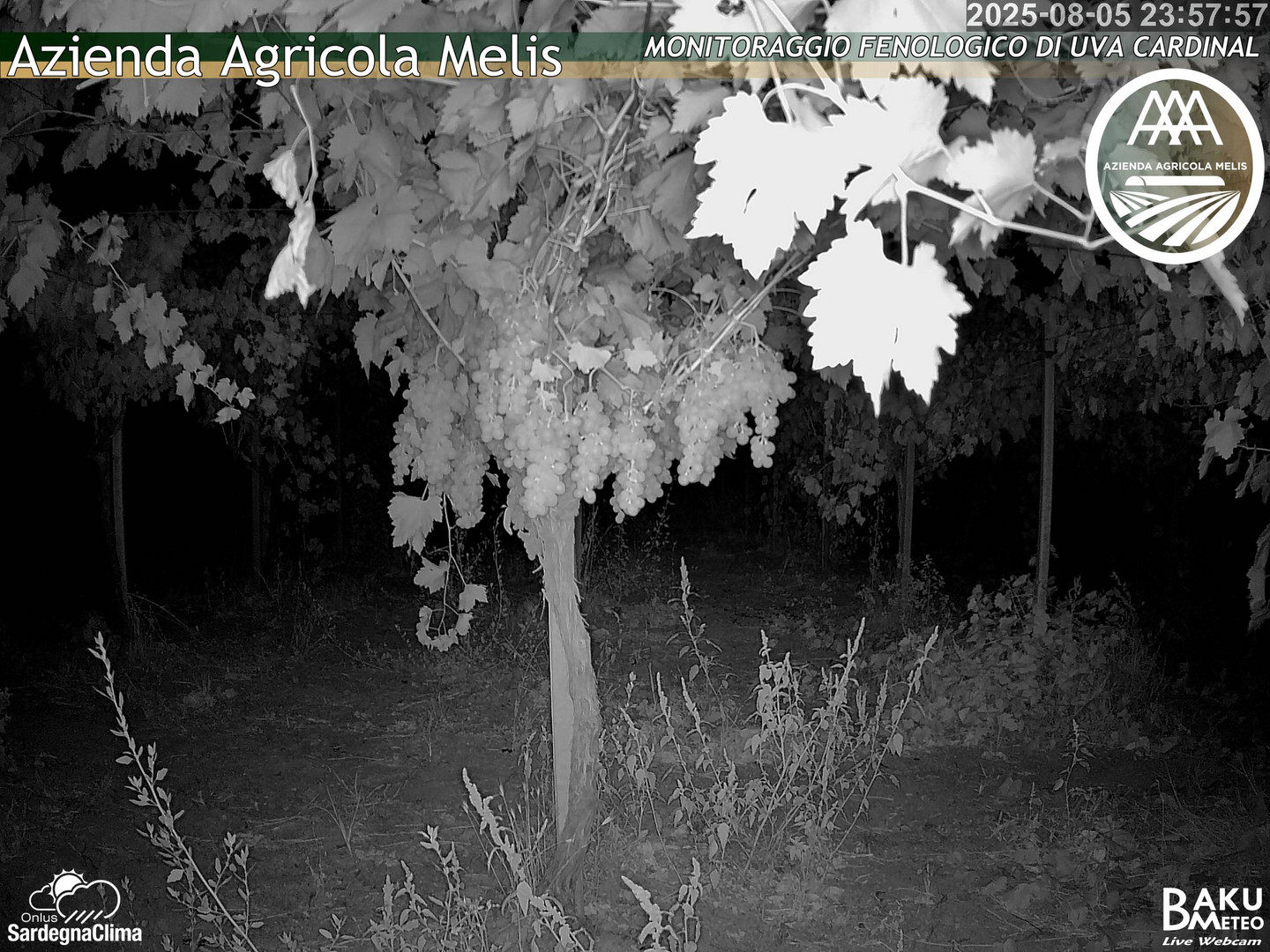 time-lapse frame, Bari Sardo - Fenologica webcam