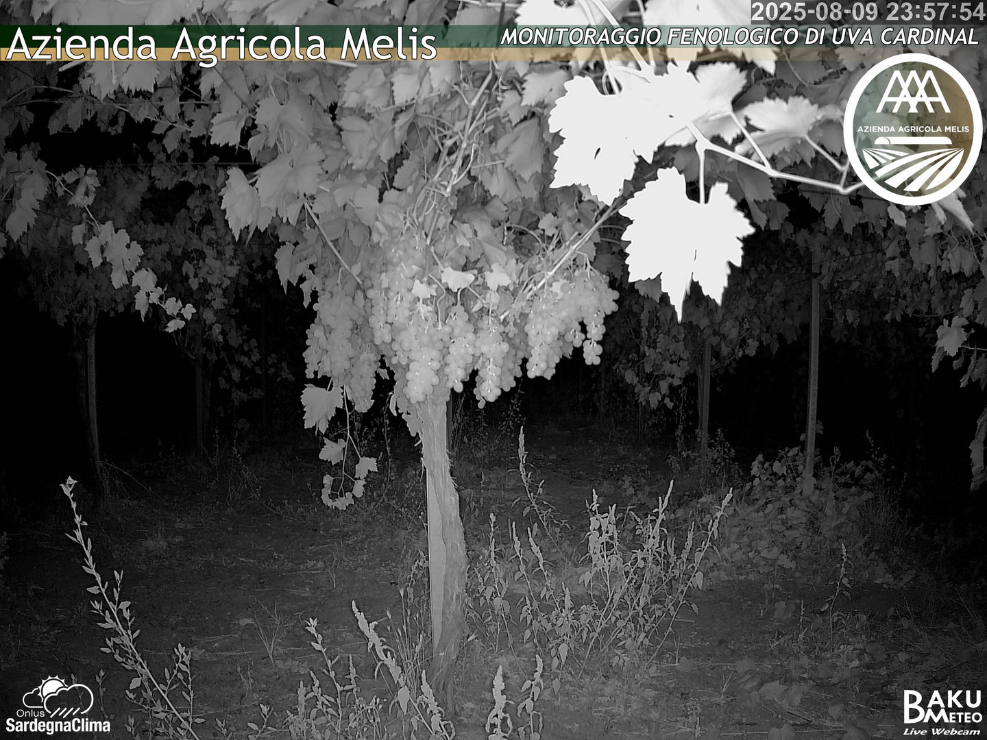 time-lapse frame, Bari Sardo - Fenologica webcam