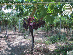 view from Bari Sardo - Fenologica on 2025-08-12
