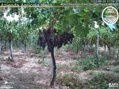 view from Bari Sardo - Fenologica on 2025-08-28