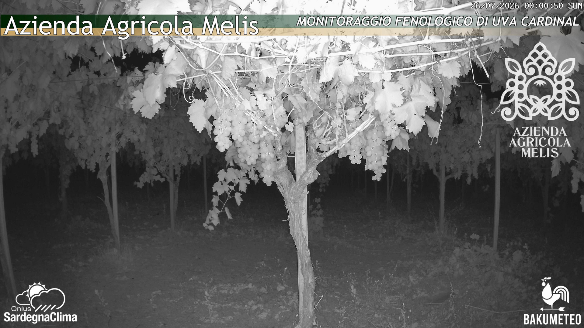 time-lapse frame, Bari Sardo - Fenologica webcam