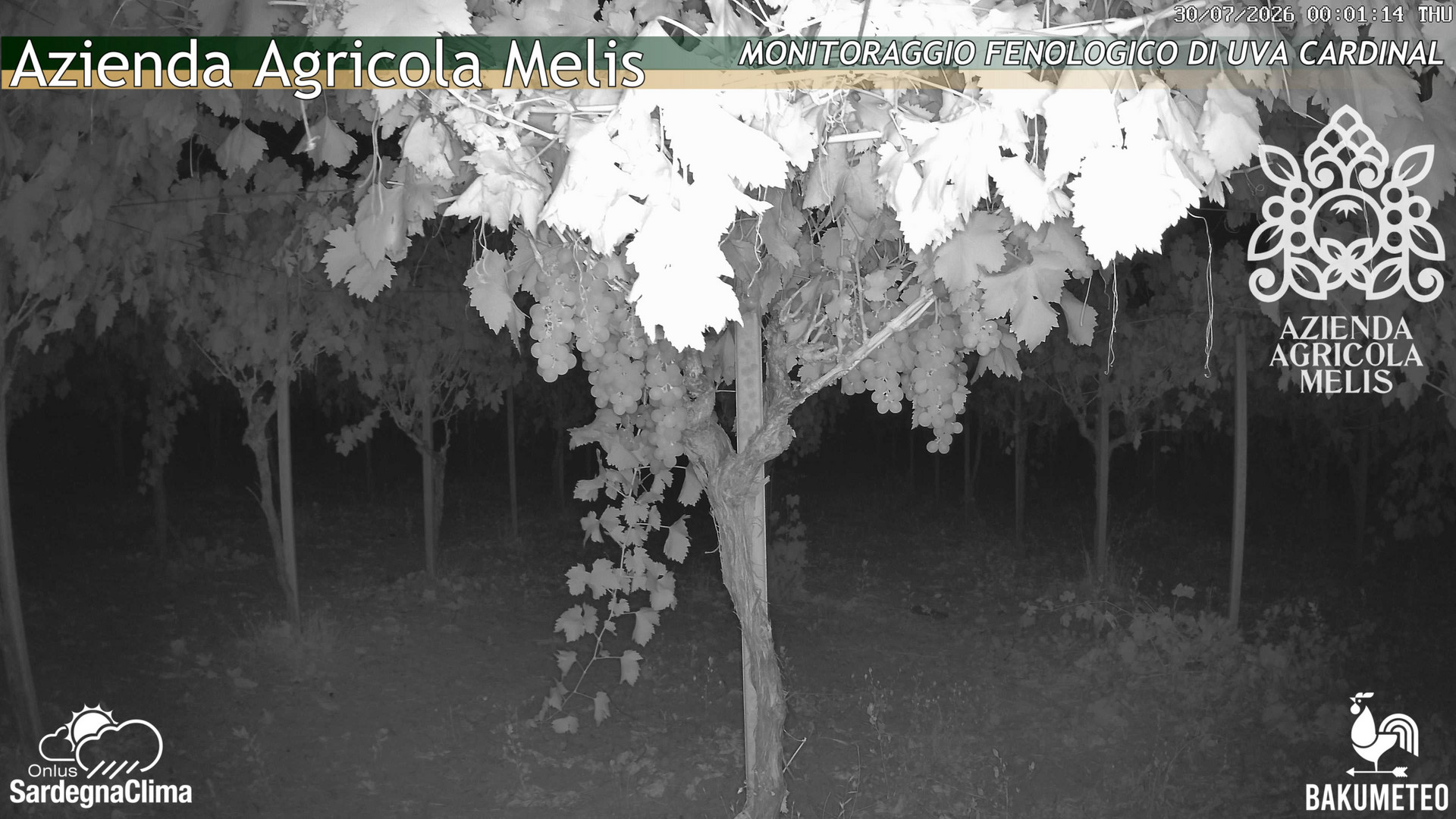 time-lapse frame, Bari Sardo - Fenologica webcam