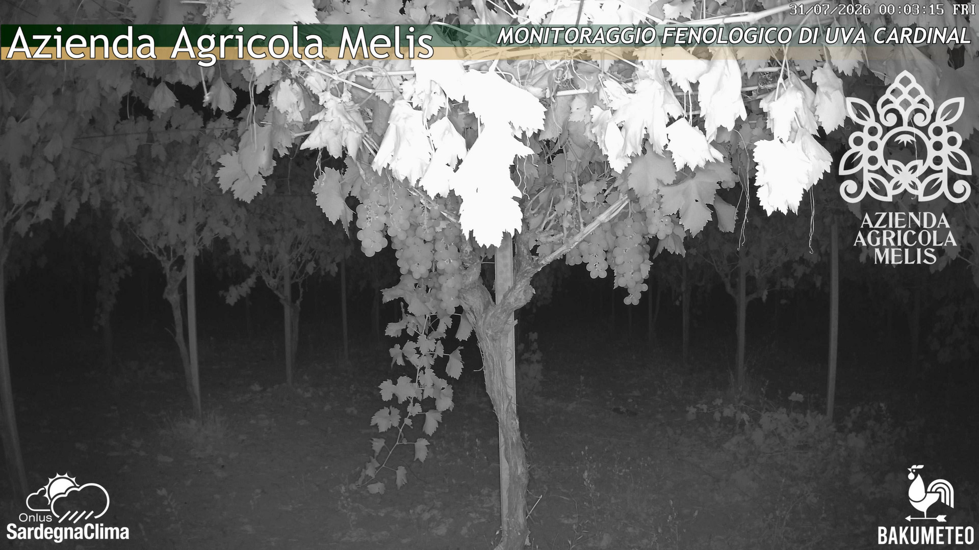 time-lapse frame, Bari Sardo - Fenologica webcam