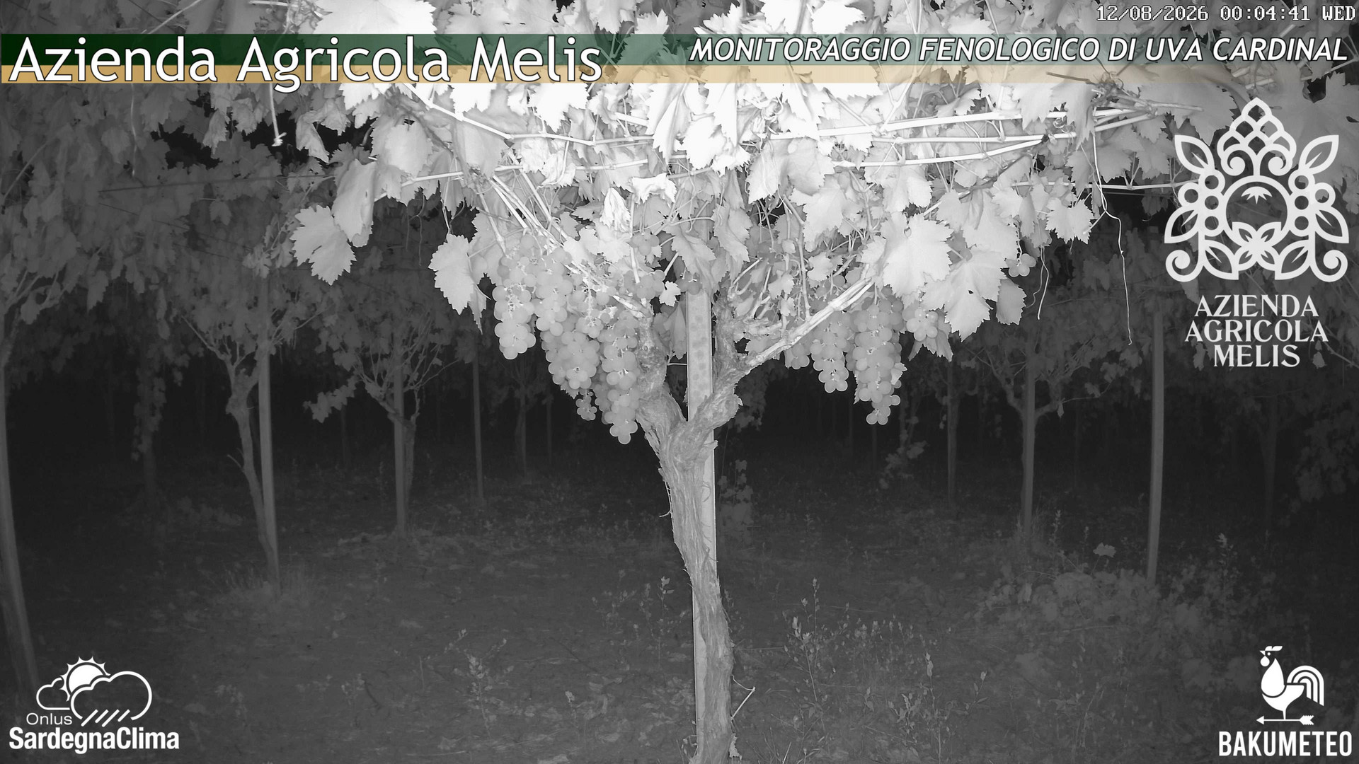time-lapse frame, Bari Sardo - Fenologica webcam