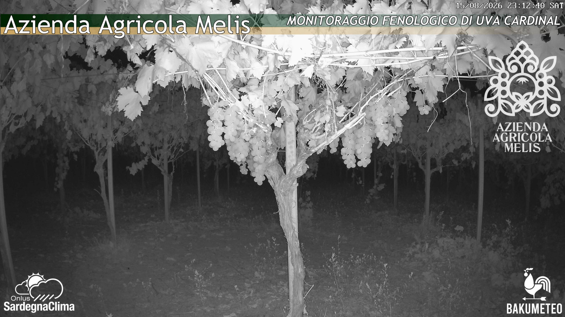 time-lapse frame, Bari Sardo - Fenologica webcam