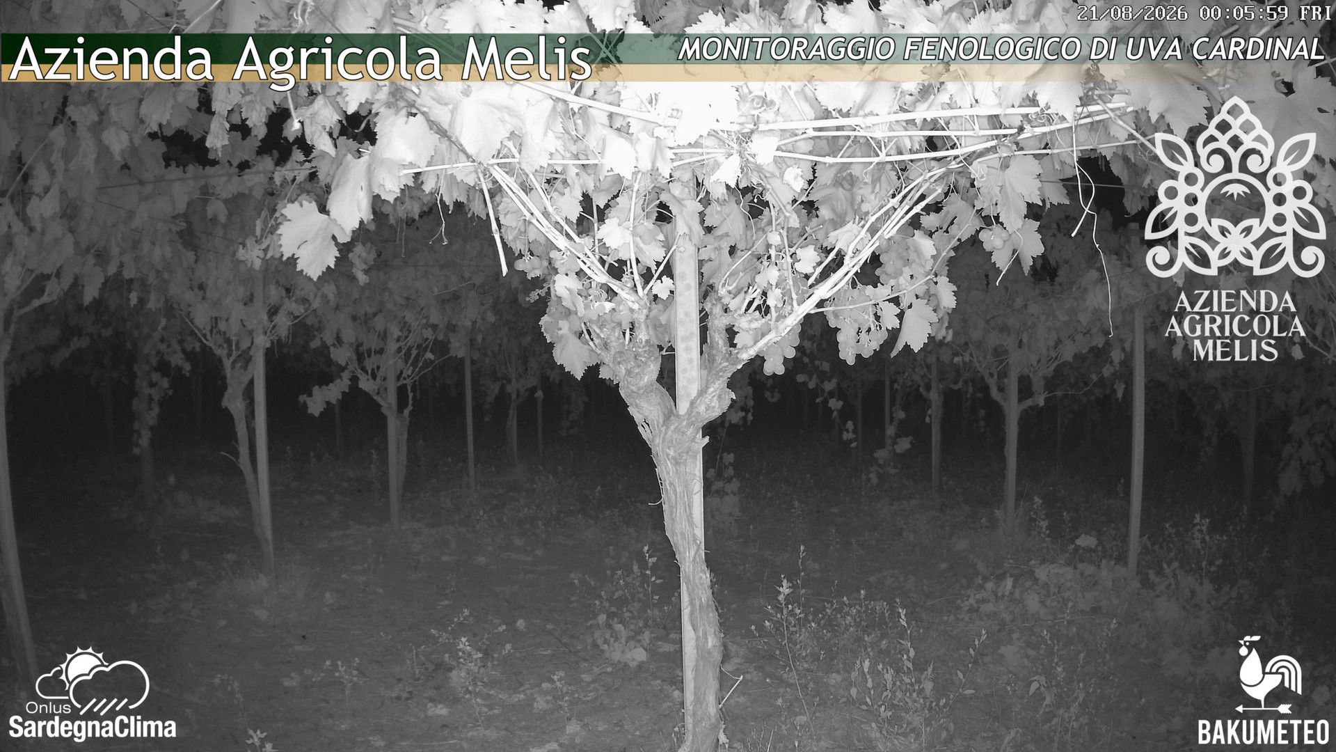 time-lapse frame, Bari Sardo - Fenologica webcam