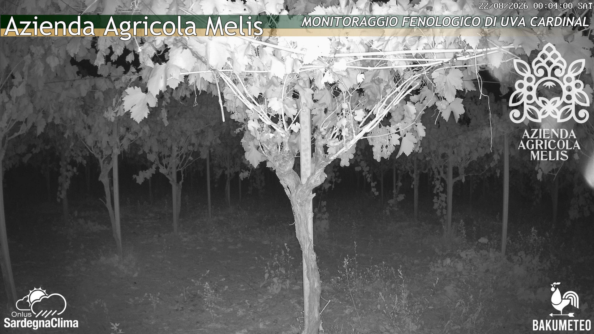 time-lapse frame, Bari Sardo - Fenologica webcam