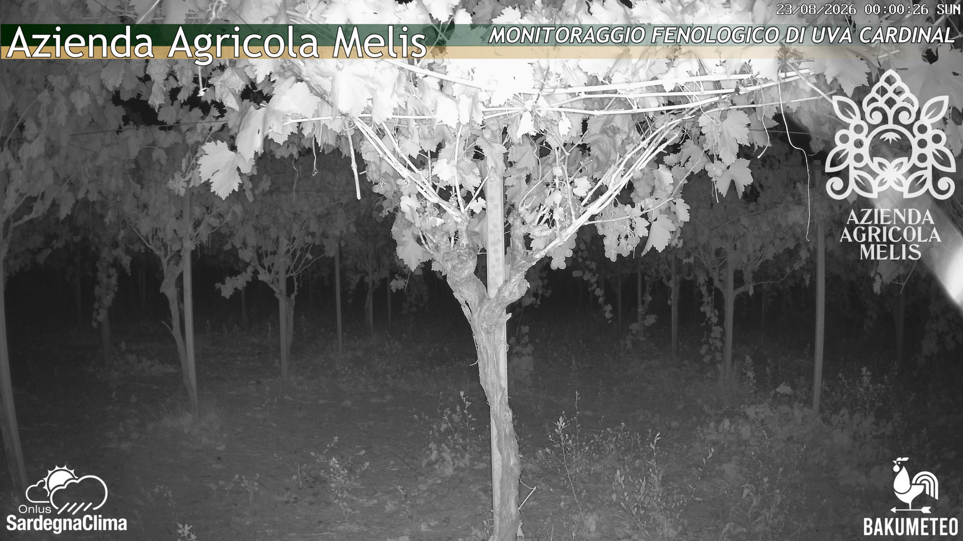 time-lapse frame, Bari Sardo - Fenologica webcam