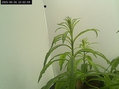 view from Weather Cam on 2025-06-26