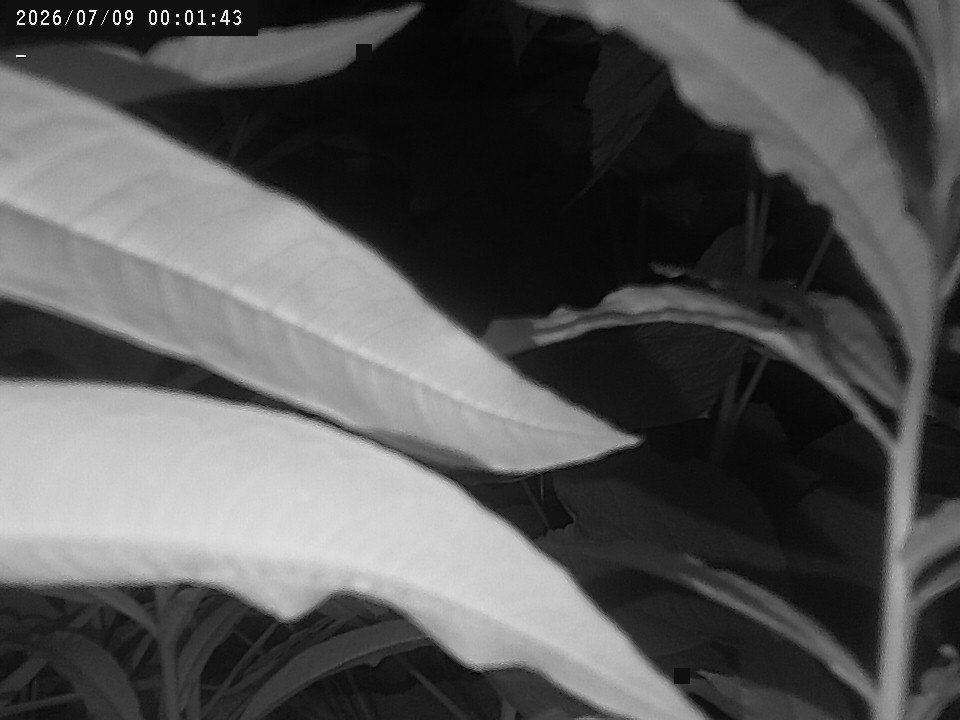 time-lapse frame, Weather Cam webcam