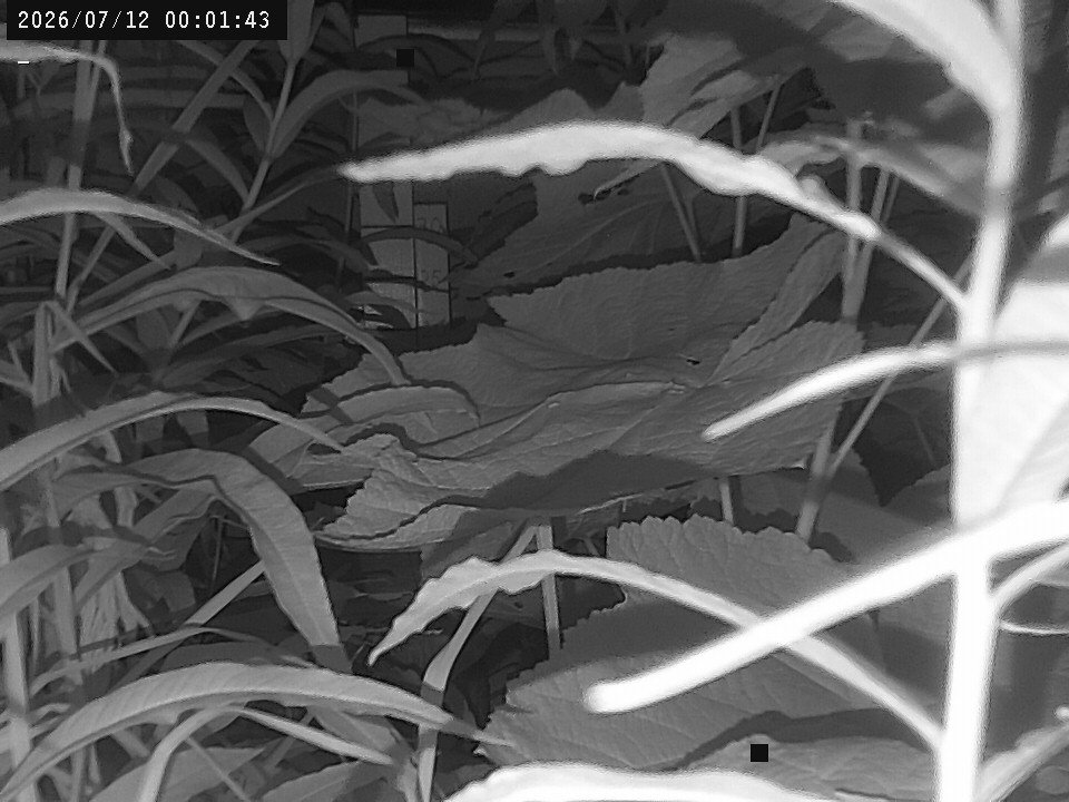 time-lapse frame, Weather Cam webcam