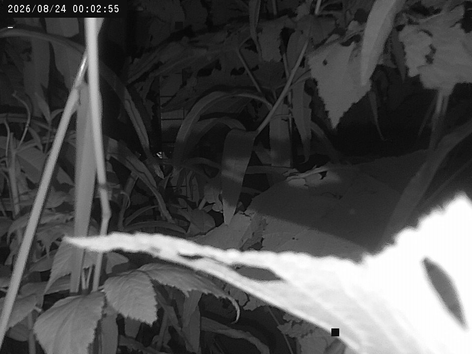 time-lapse frame, Weather Cam webcam