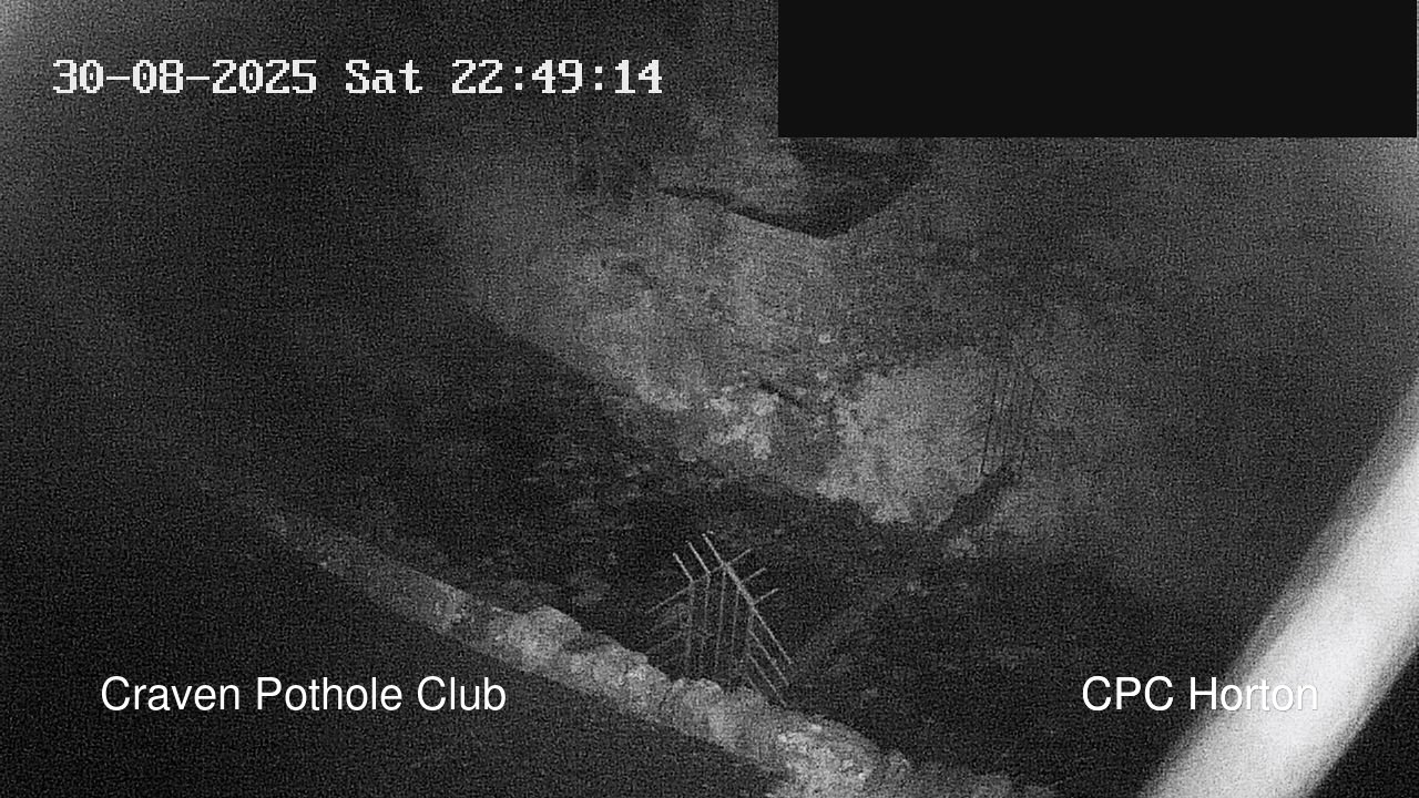 HortonBrantsGillCam animated GIF