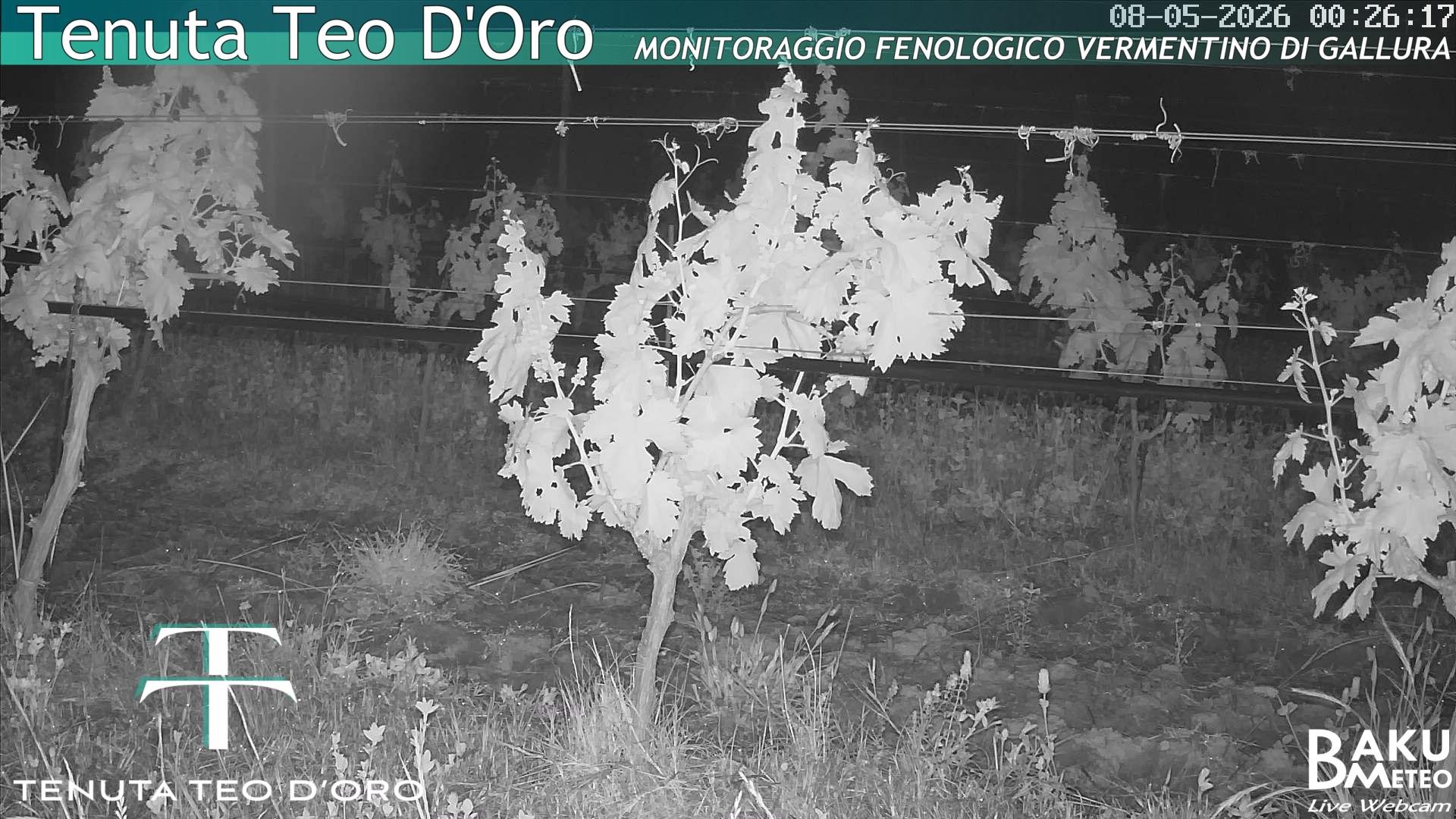 Teodoro animated GIF