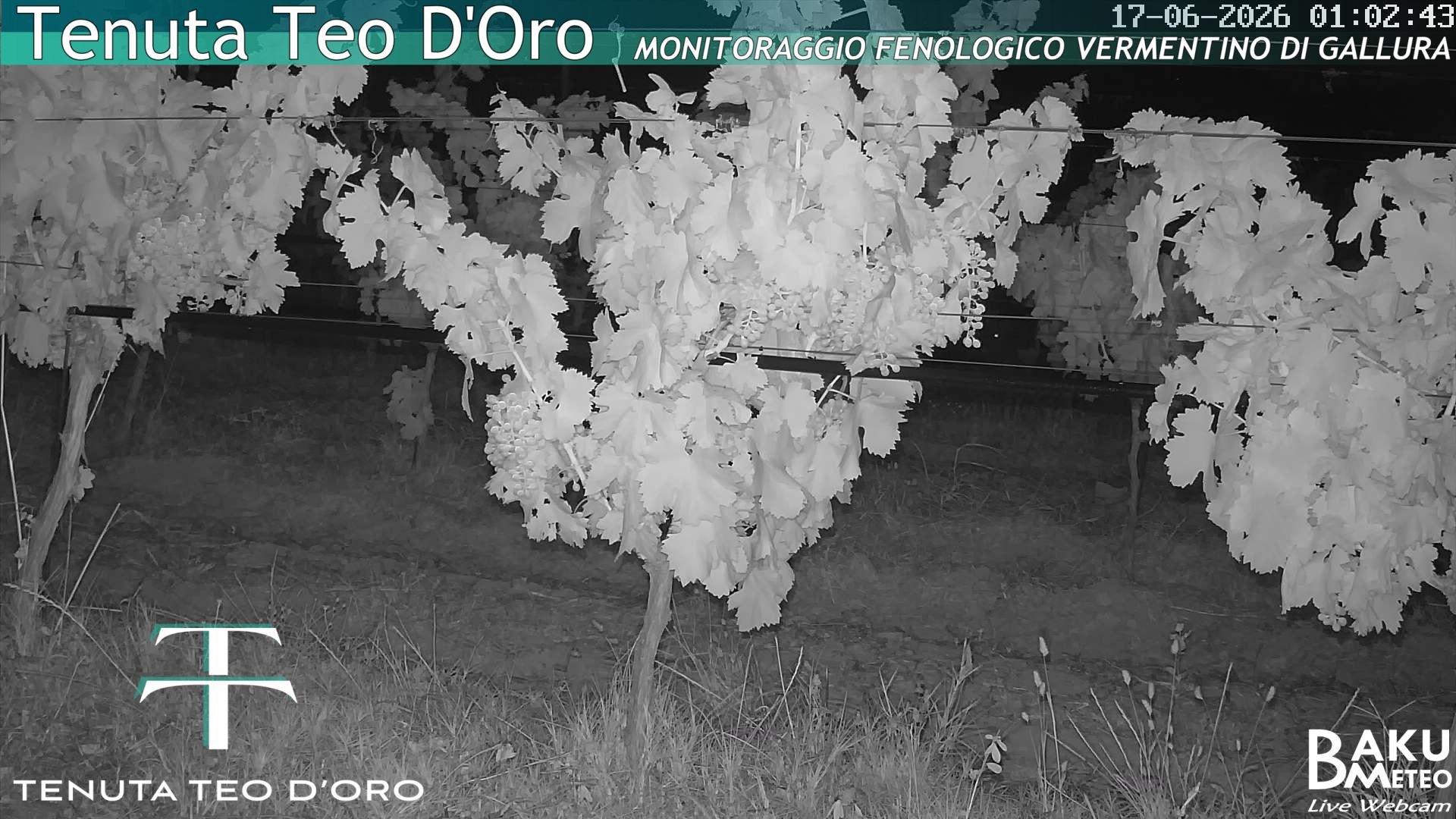 Teodoro animated GIF
