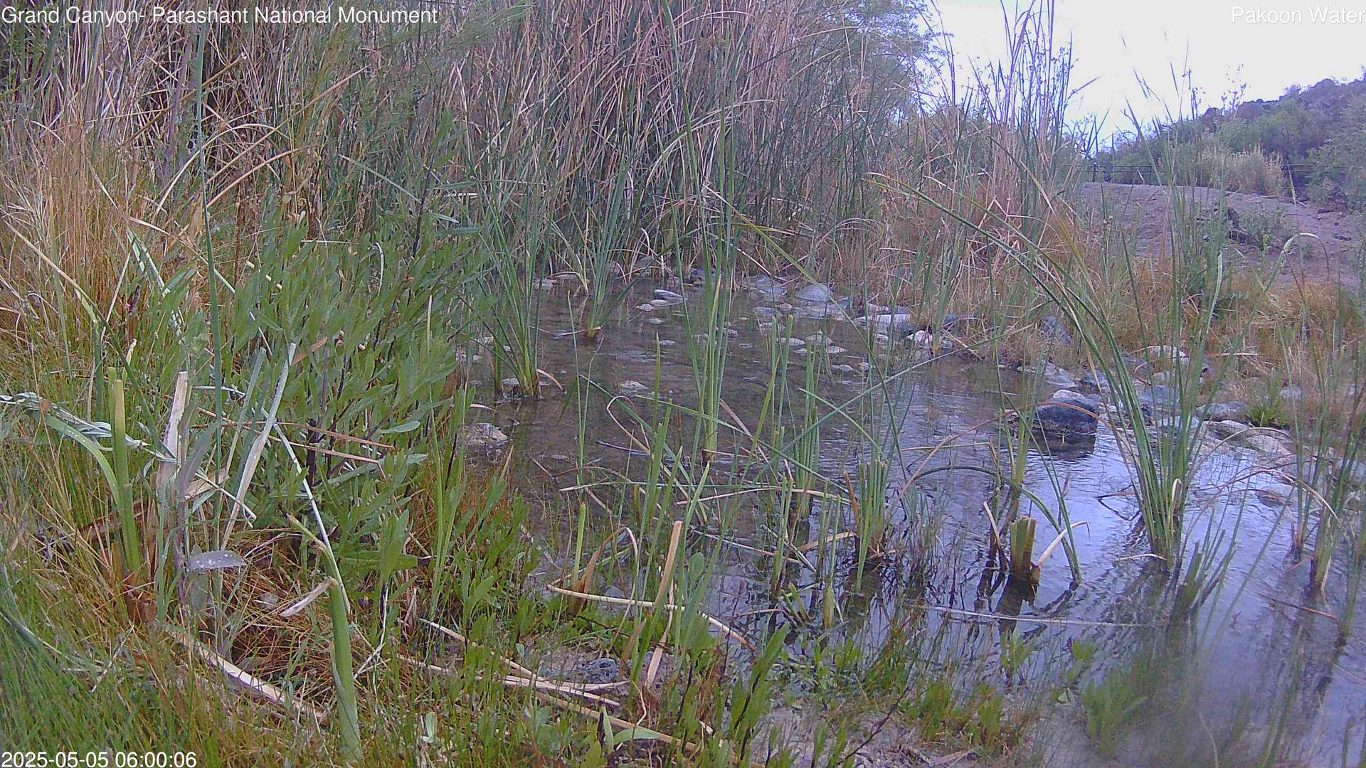 time-lapse frame, Pakoon Springs Stream Side webcam