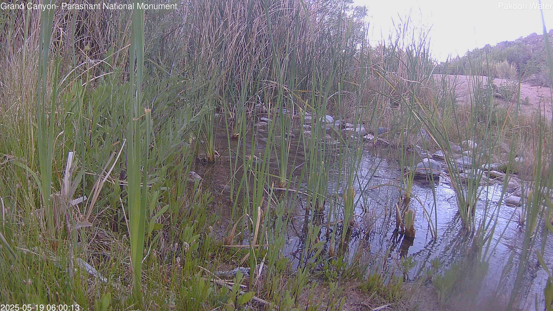 time-lapse frame, Pakoon Springs Stream Side webcam