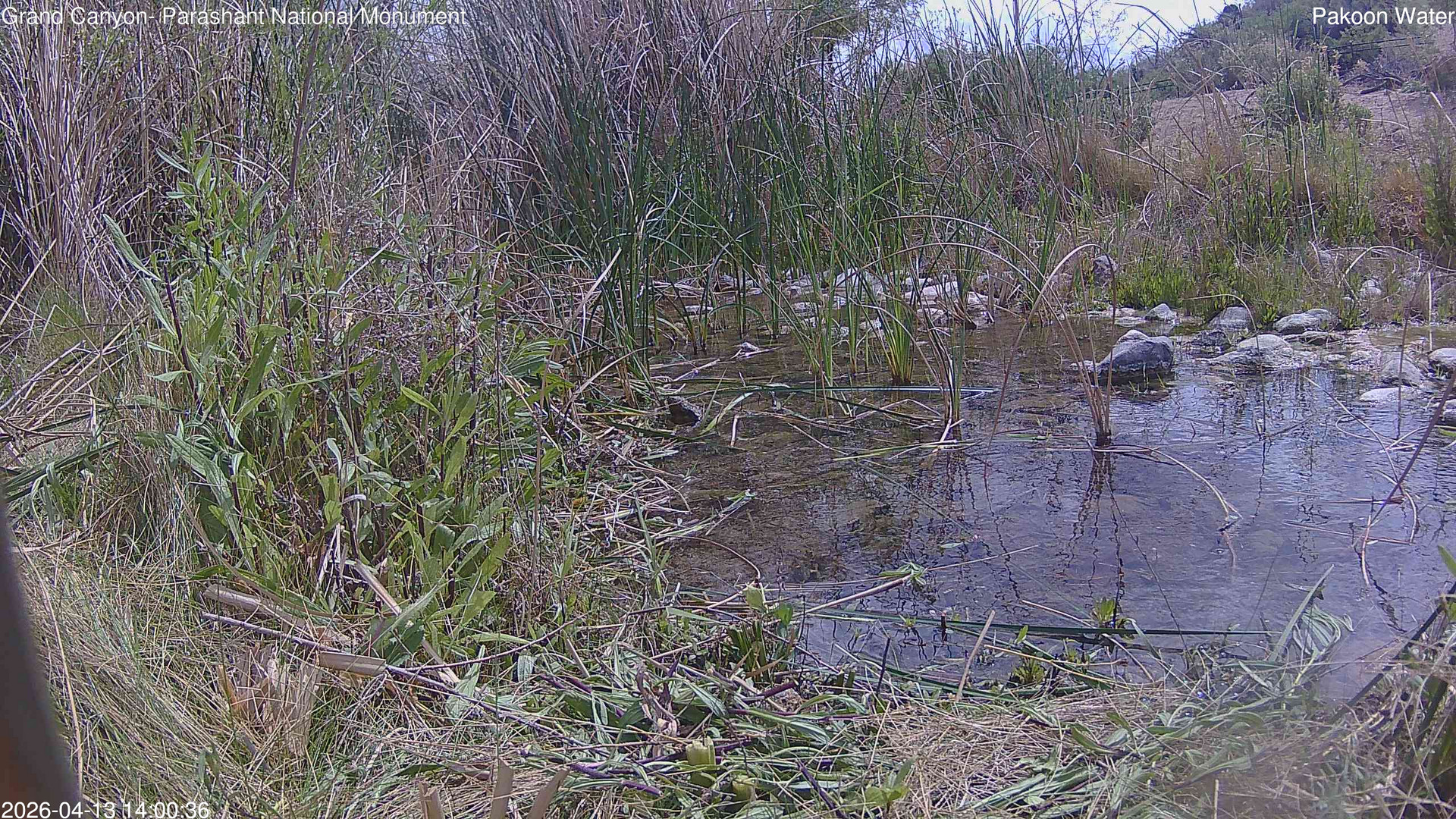 time-lapse frame, Pakoon Springs Stream Side webcam