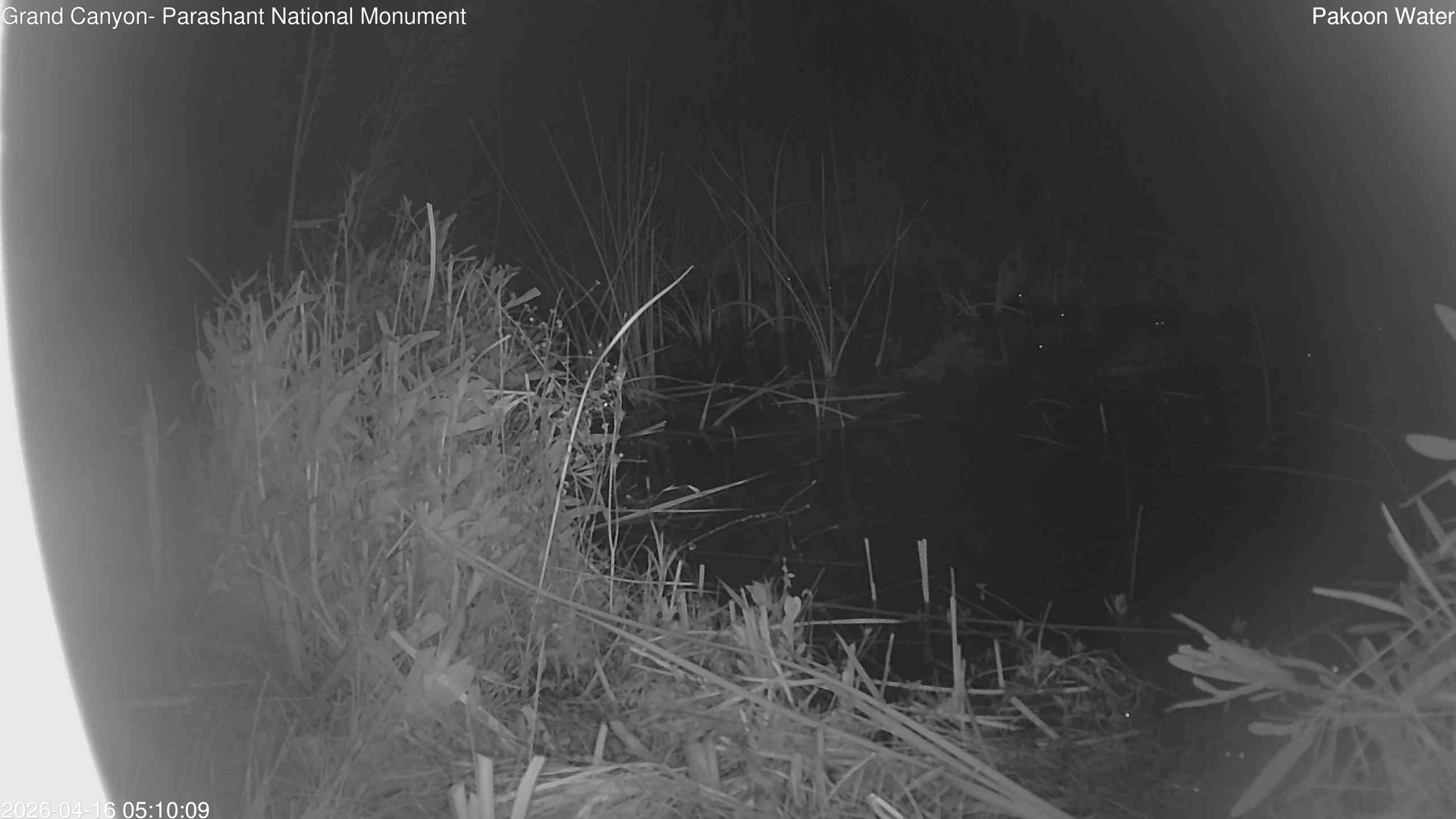 time-lapse frame, Pakoon Springs Stream Side webcam
