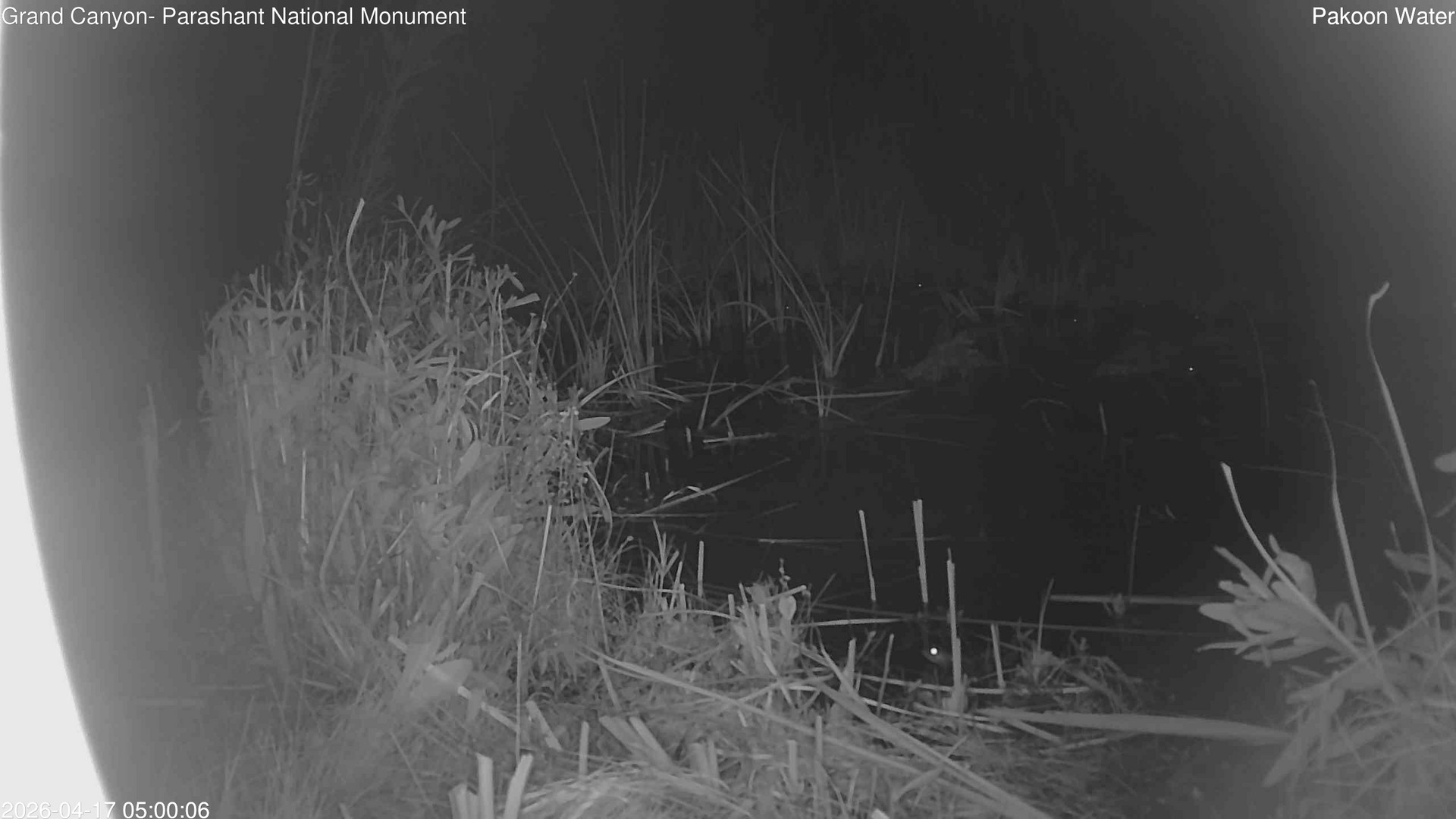 time-lapse frame, Pakoon Springs Stream Side webcam