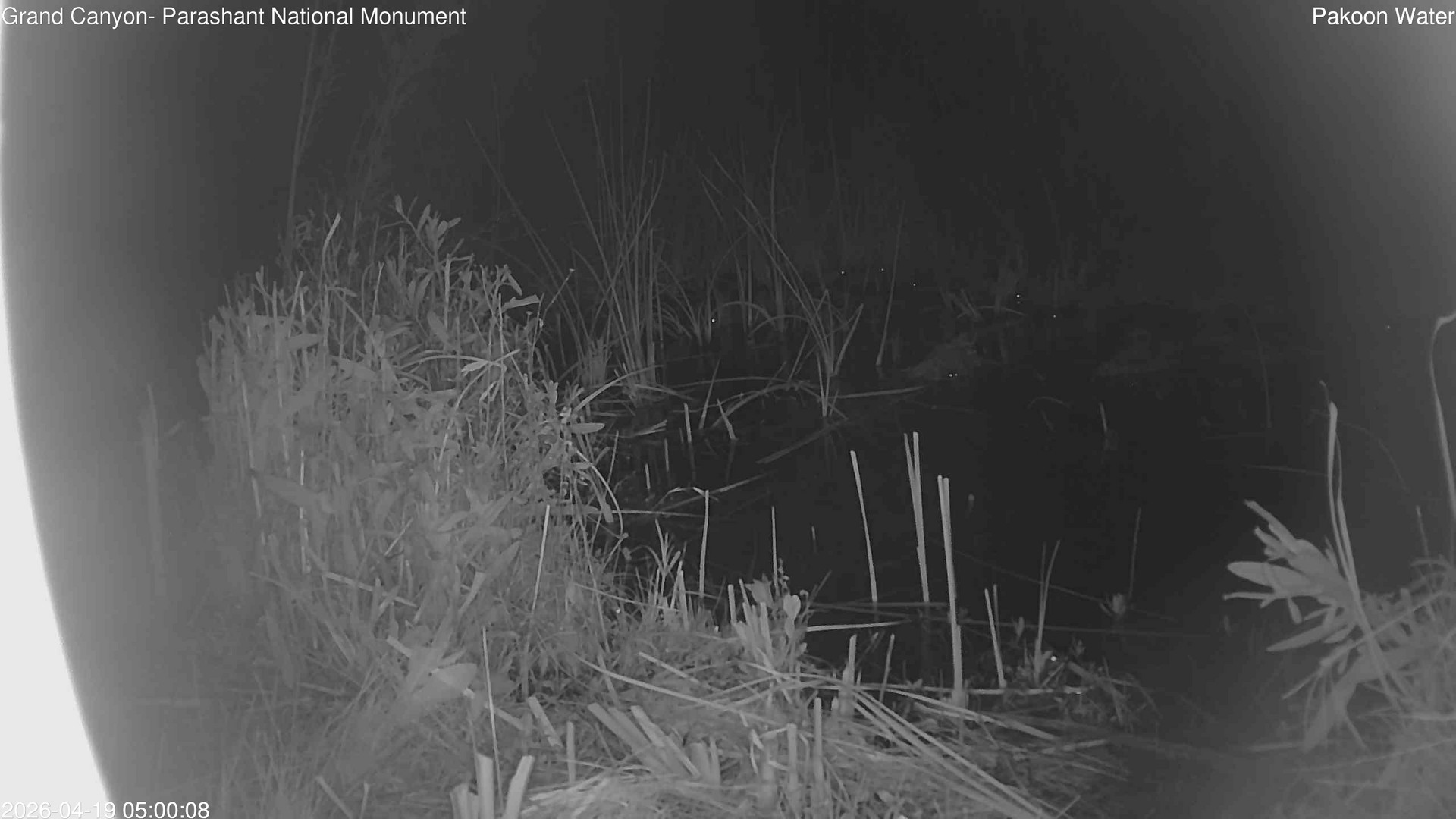 time-lapse frame, Pakoon Springs Stream Side webcam