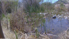 view from Pakoon Springs Stream Side on 2026-04-27