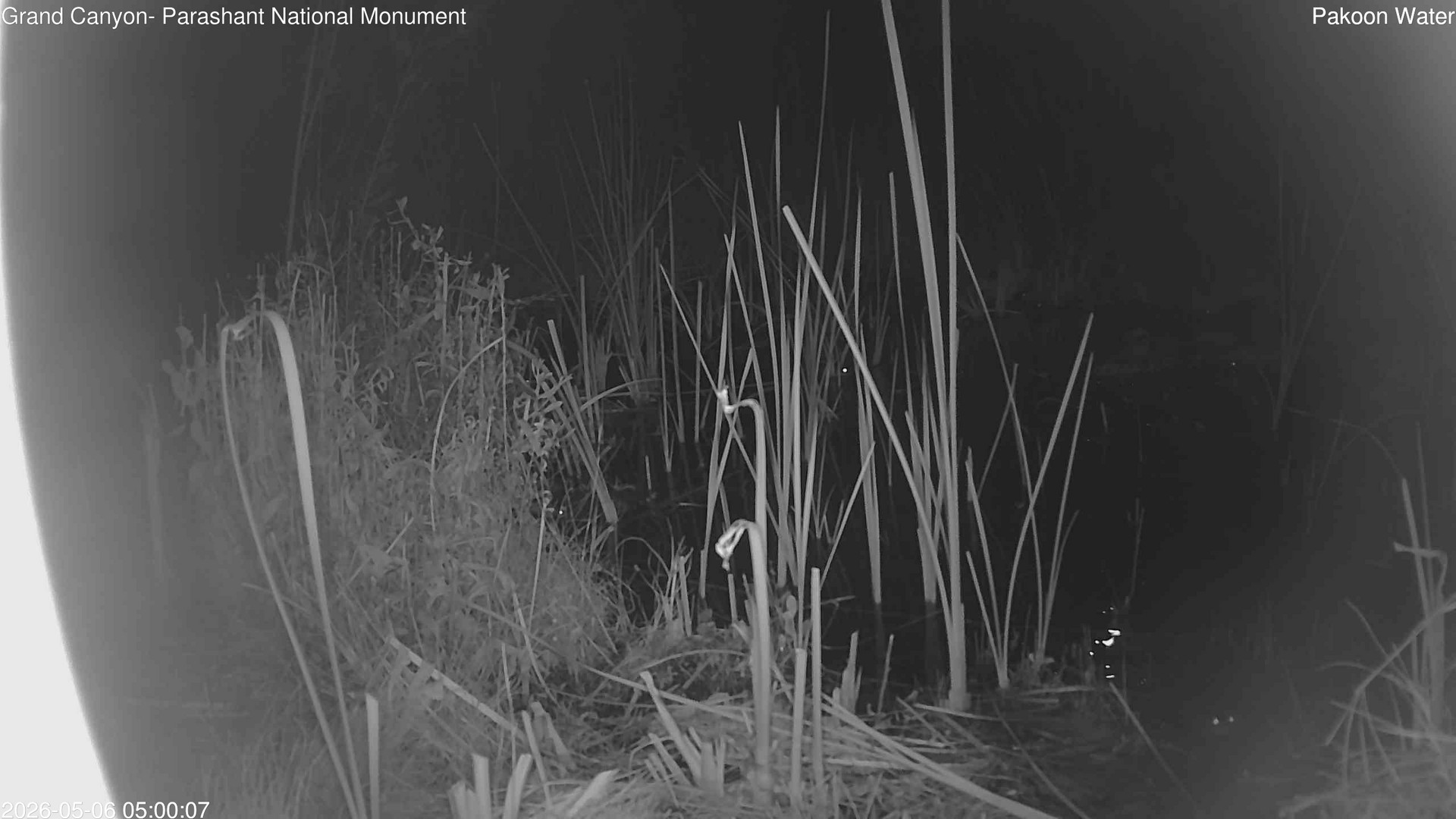 time-lapse frame, Pakoon Springs Stream Side webcam
