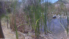 view from Pakoon Springs Stream Side on 2026-05-25