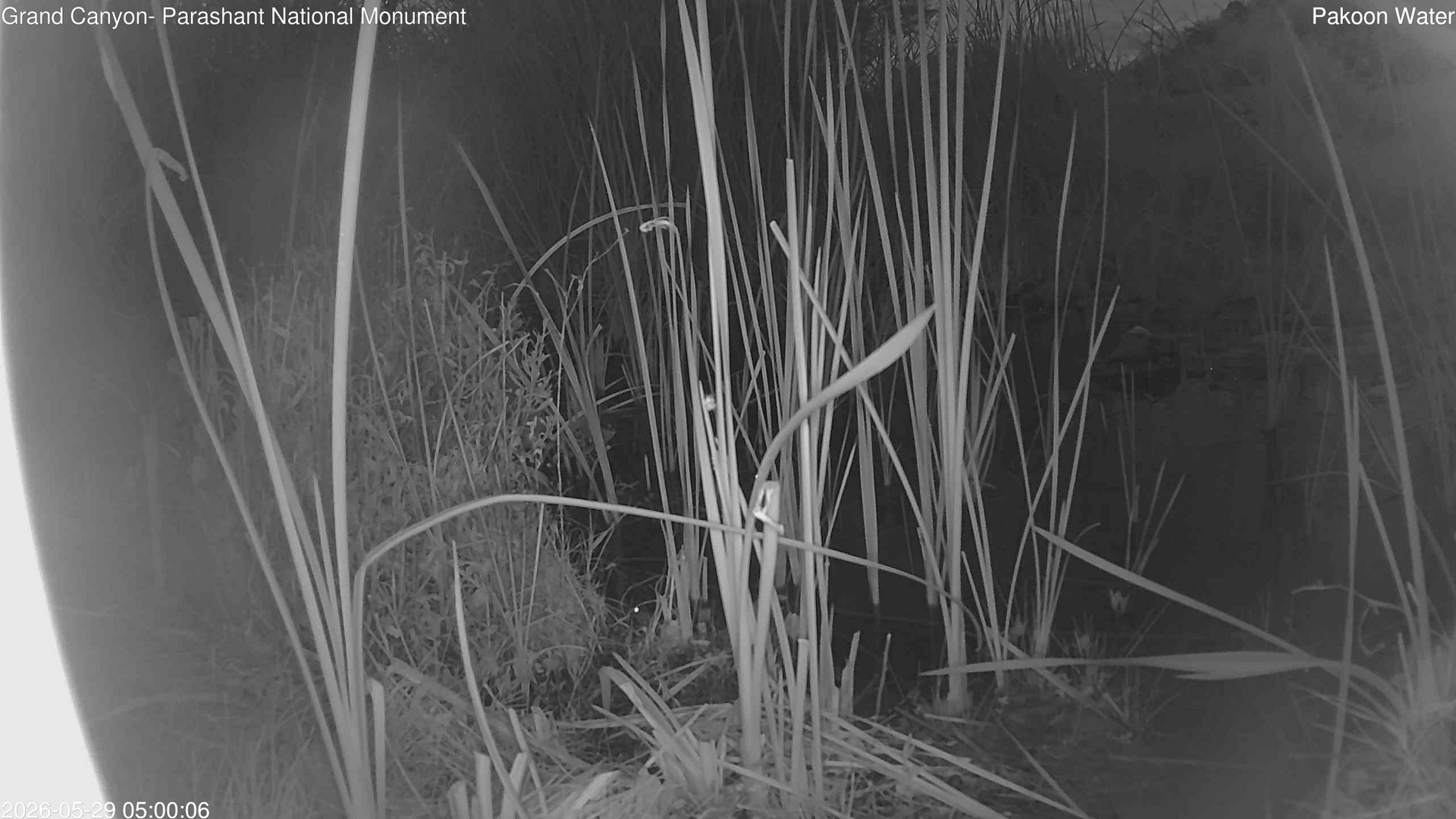 time-lapse frame, Pakoon Springs Stream Side webcam