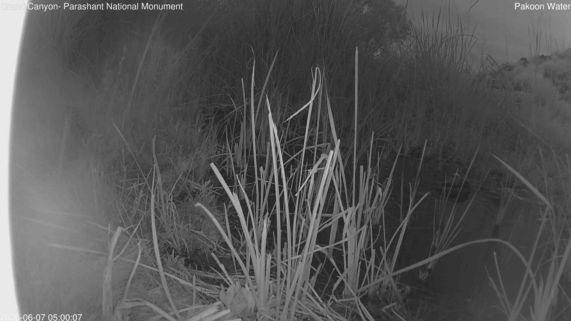 time-lapse frame, Pakoon Springs Stream Side webcam