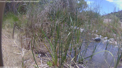 view from Pakoon Springs Stream Side on 2026-06-08