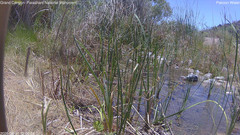 view from Pakoon Springs Stream Side on 2026-06-11