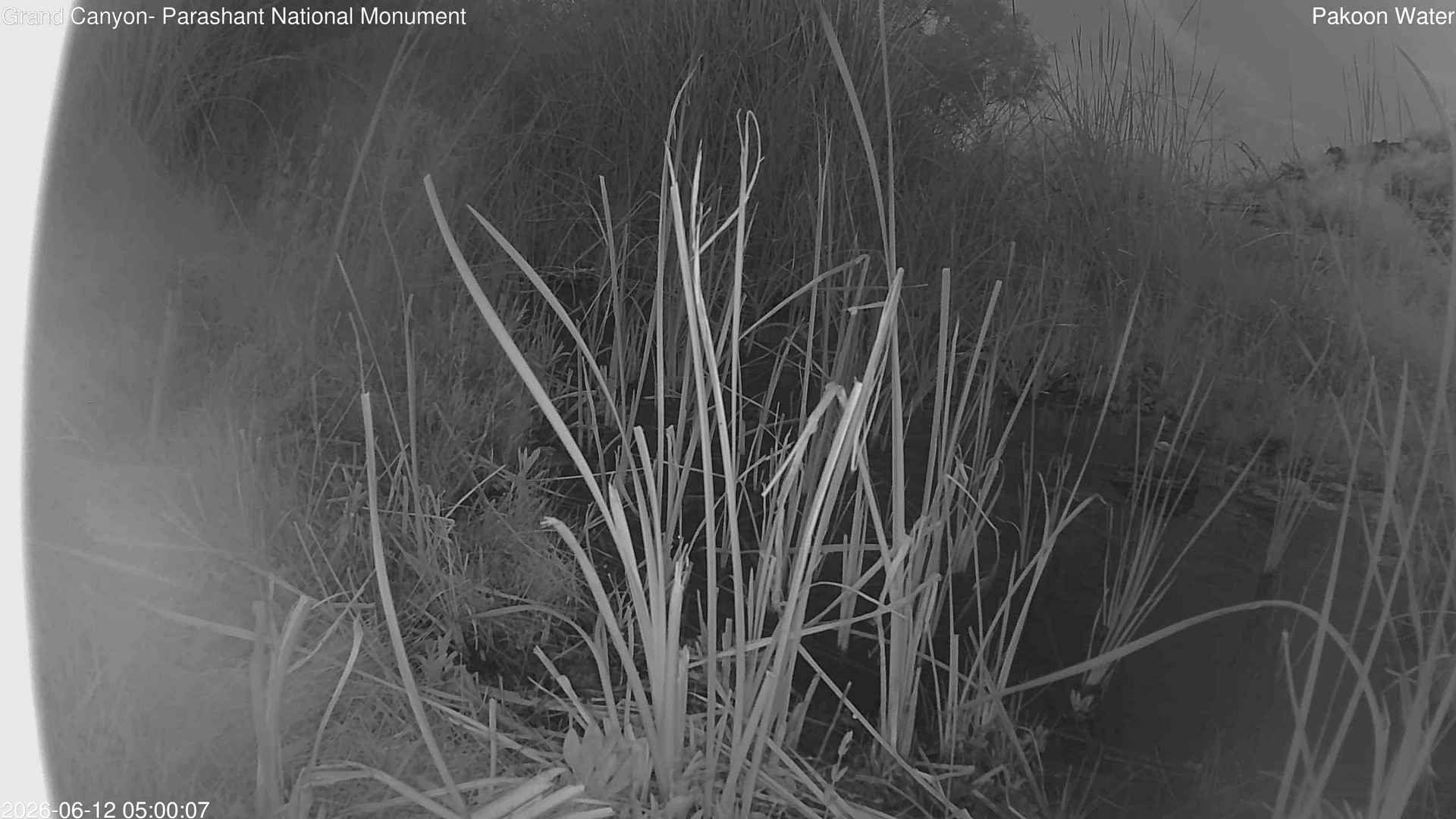 time-lapse frame, Pakoon Springs Stream Side webcam